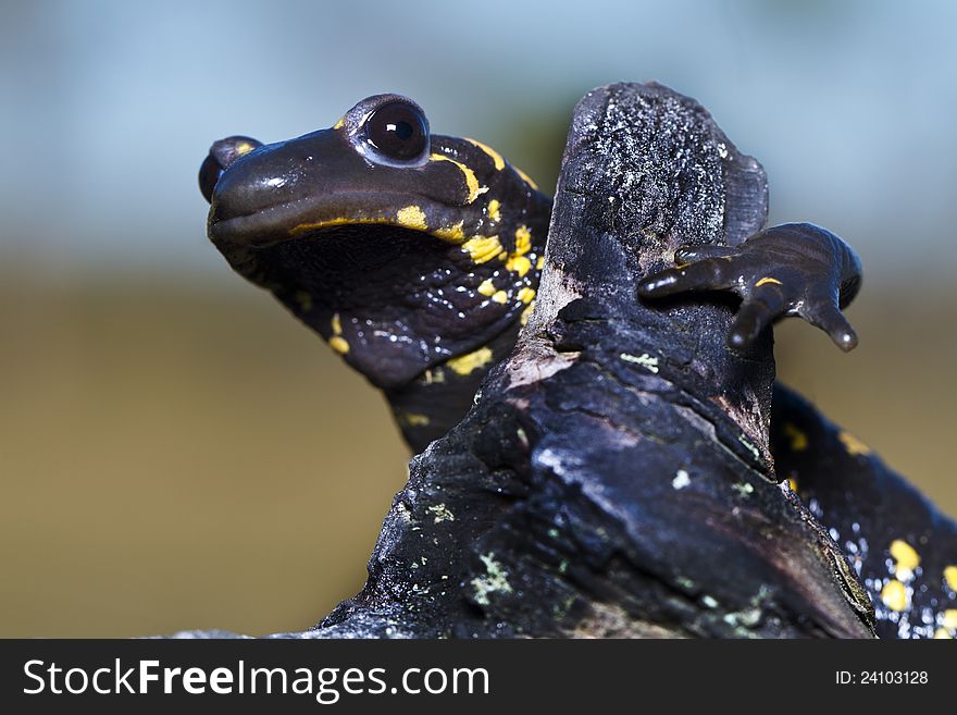 Close up view of a fire salamander in the nature.