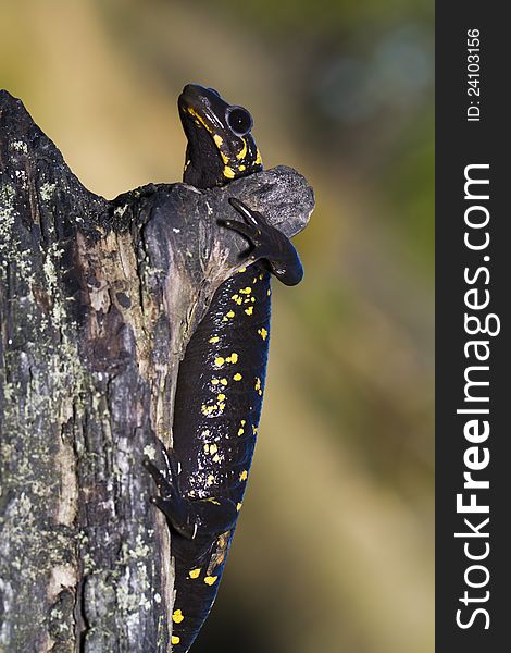 Close up view of a fire salamander in the nature.