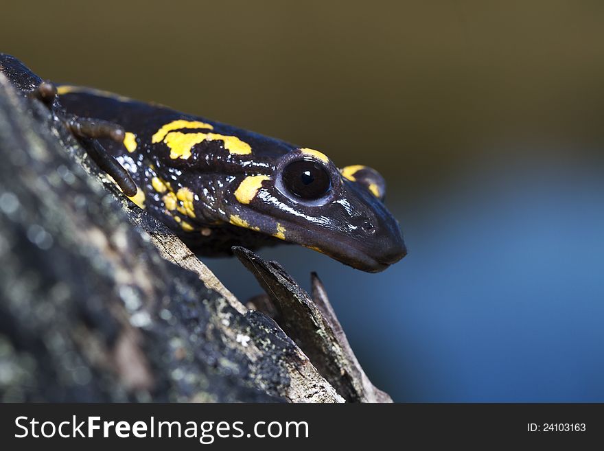 Close up view of a fire salamander in the nature.