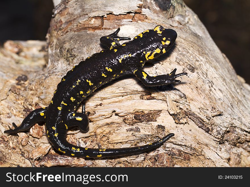 Close up view of a fire salamander in the nature.