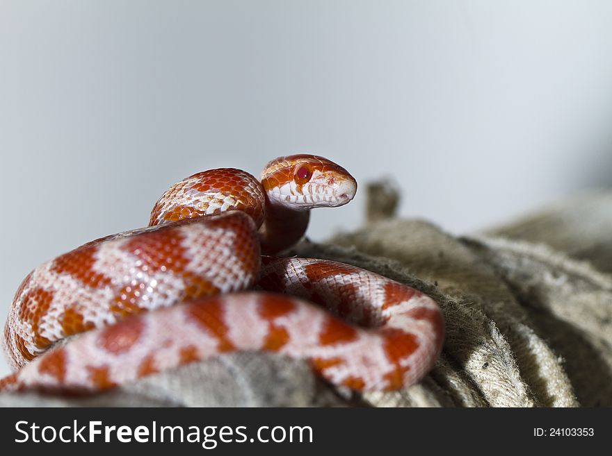 Close view of a beautiful red corn snake.