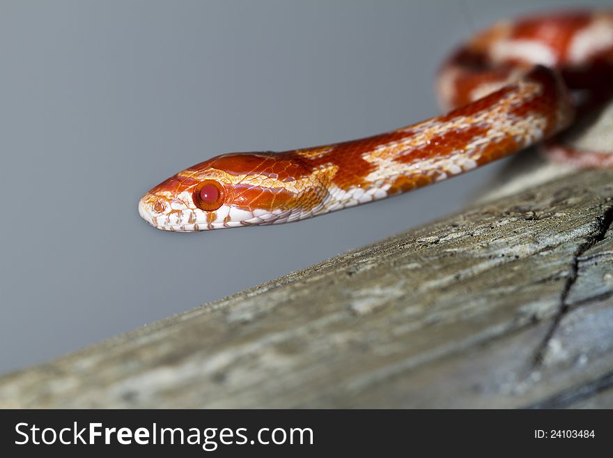 Close view of a beautiful red corn snake.