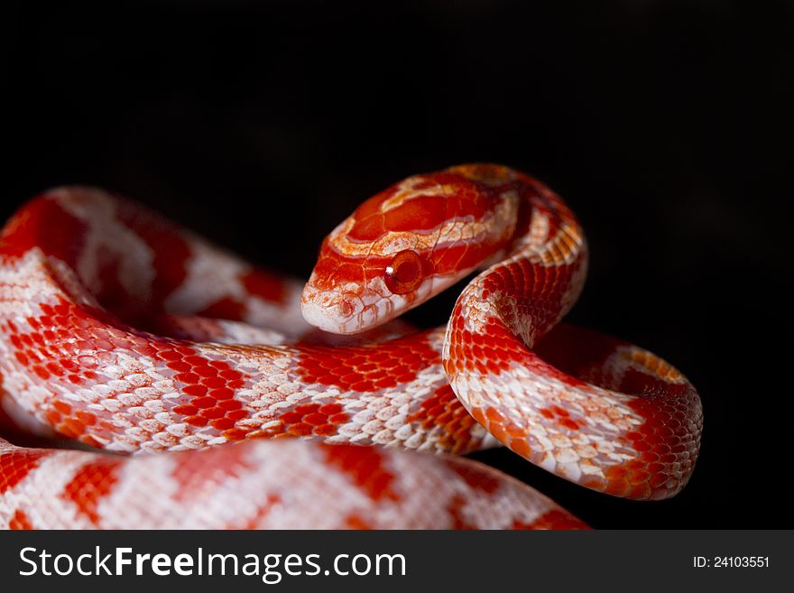 Close view of a beautiful red corn snake.