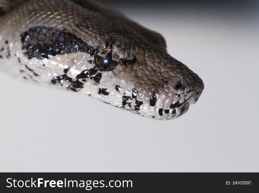 Close view of a beautiful head of a boa constrictor snake. Close view of a beautiful head of a boa constrictor snake.