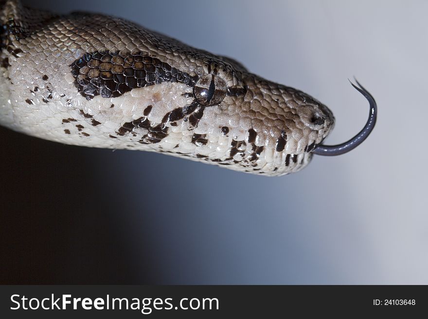 Close view of a beautiful head of a boa constrictor snake. Close view of a beautiful head of a boa constrictor snake.