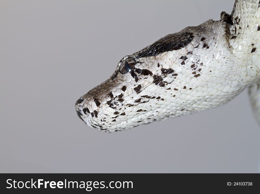 Close view of a beautiful head of a boa constrictor snake. Close view of a beautiful head of a boa constrictor snake.