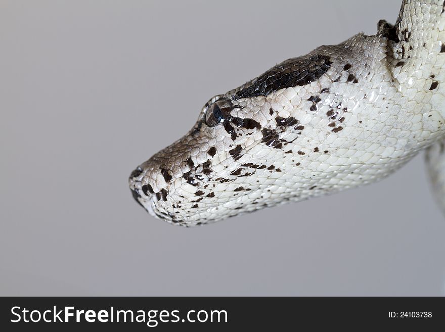 Boa Constrictor Head