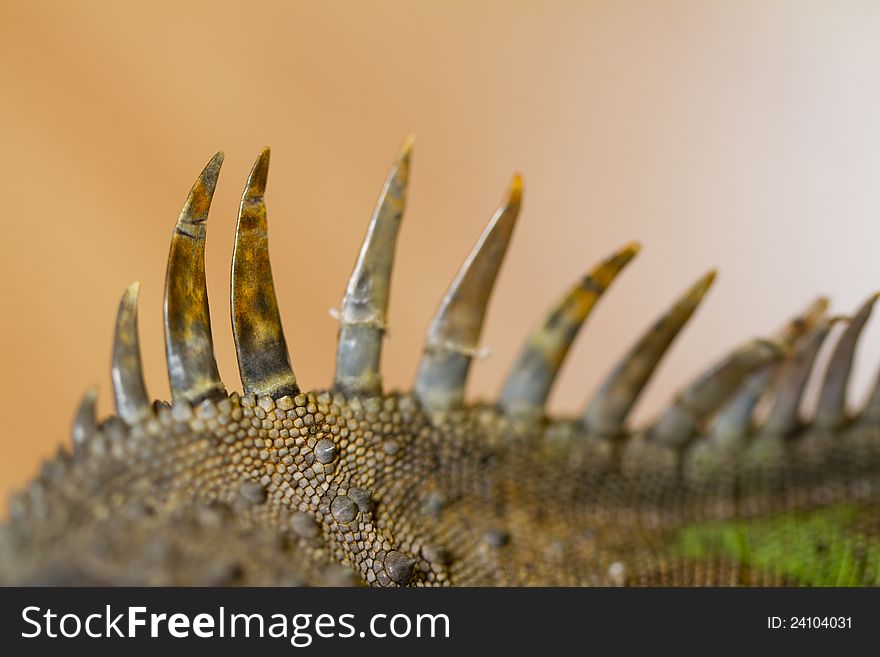 Close view of an iguana lizard spiked back. Close view of an iguana lizard spiked back.