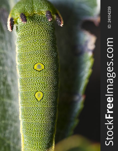 Close view of Arbutus Unedo caterpillar, Foxy Emperor (Charaxes jasius). Close view of Arbutus Unedo caterpillar, Foxy Emperor (Charaxes jasius).