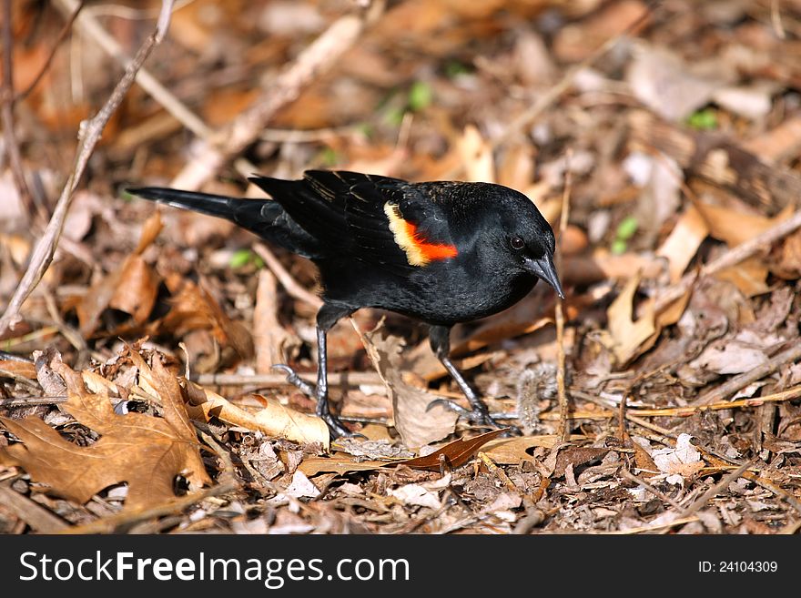 Red-winged Blackbird ,ale