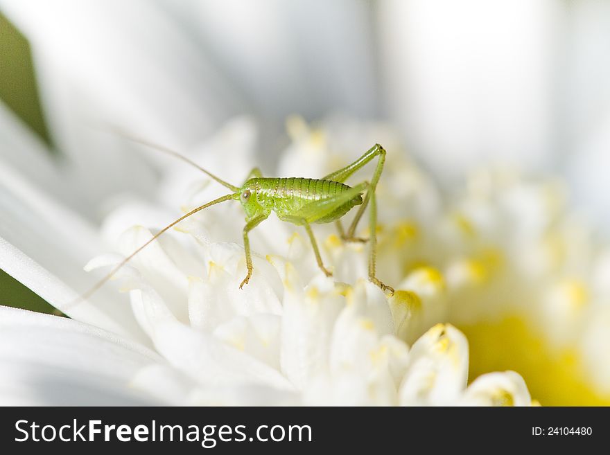 Close up view of a Katydid (Odontura glabricauda) grasshopper. Close up view of a Katydid (Odontura glabricauda) grasshopper.