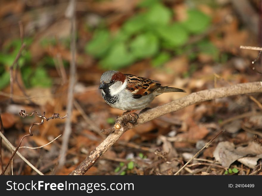 Sparrow House Passer domesticus male looking for food