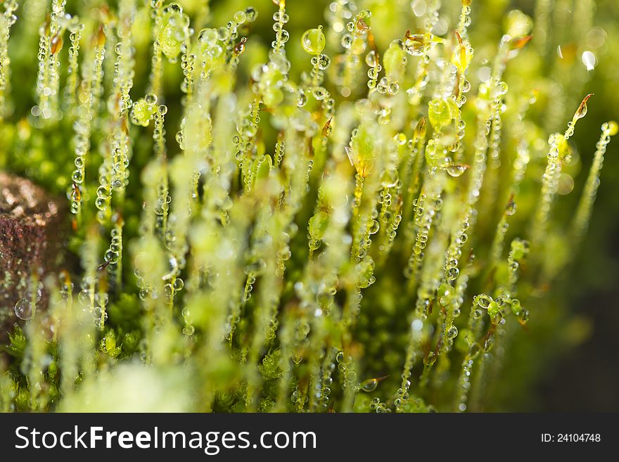 Close up view of forest moss in the early morning. Close up view of forest moss in the early morning.