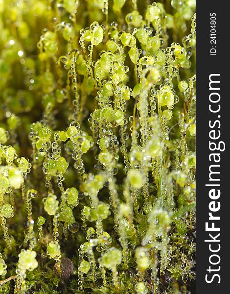 Close up view of forest moss in the early morning. Close up view of forest moss in the early morning.