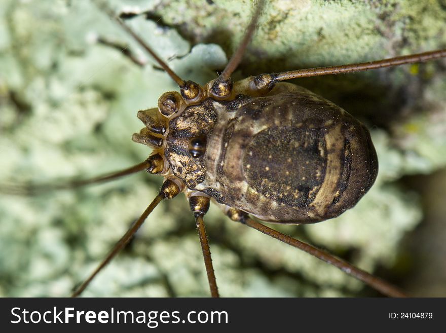 Close up view of a opiliones insect also called harvestmen.
