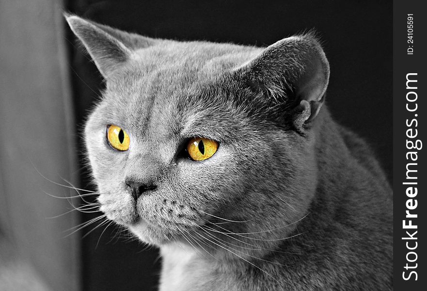 Black and white photo of a lovely pedigree british shorthair cat breed giving her best pose for the camera!. Black and white photo of a lovely pedigree british shorthair cat breed giving her best pose for the camera!