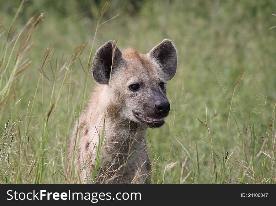 Curious Hyena looking through the grass