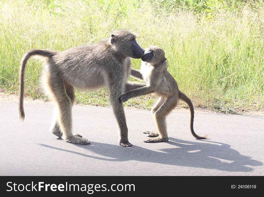 A Young baboon greets a adult baboon. A Young baboon greets a adult baboon