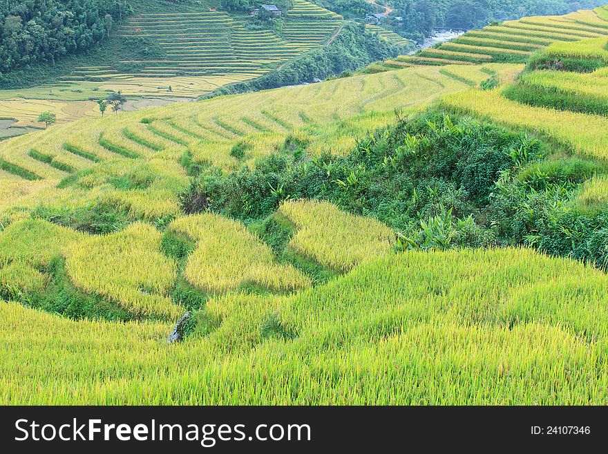 Rice Terraces In The Mountains