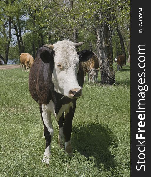 A cow grazing in a forest