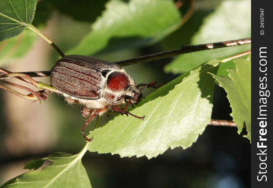 Cockchafer hanging on a birch in sun