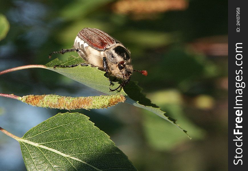 Hungry cockchafer on a birch.