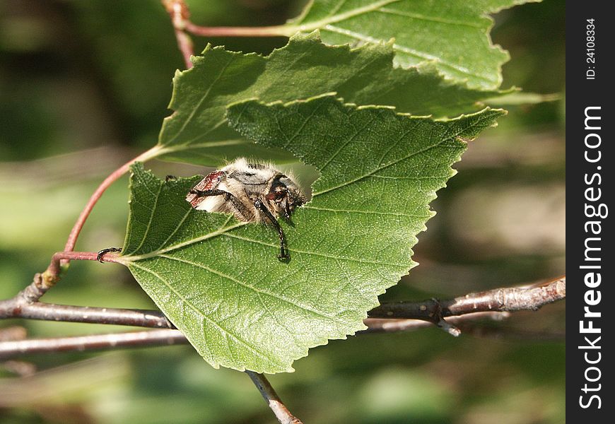 Hungry cockchafer eating on a birch.