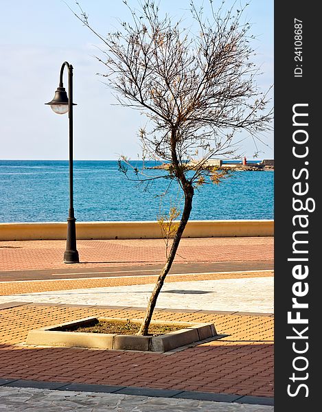 Lonely tree standing on one of beaches