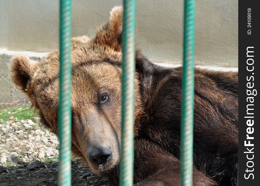 Zoo: sleeping bear in cage in a sunny day. Zoo: sleeping bear in cage in a sunny day