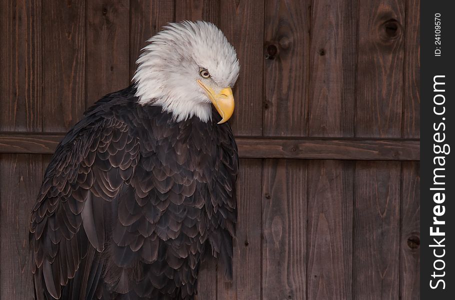 Bald Eagle Against Wooden Door