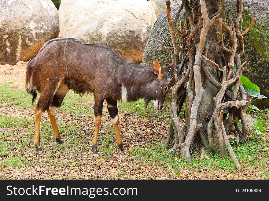 A male lechwe is practising its horns. A male lechwe is practising its horns.