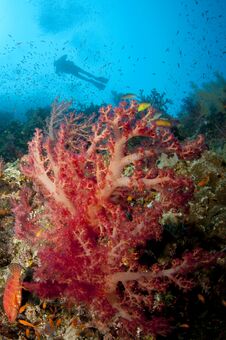 Scuba Diver And Colorfull Soft Coral Royalty Free Stock Photos Scuba Diver And Colorfull Soft Coral Royalty Free Stock Photos