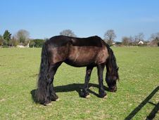 Grazing Bay Horse With Plaited Mane Royalty Free Stock Photo