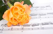 Yellow Rose On The Staff Stock Image Yellow Rose On The Staff Stock Image