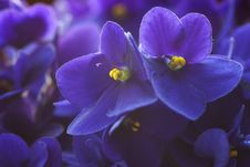 Violet Flowers. Royalty Free Stock Images Violet Flowers. Royalty Free Stock Images