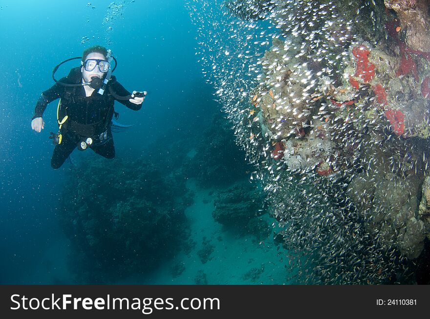 Scuba diver looks at glass fish in Red sea