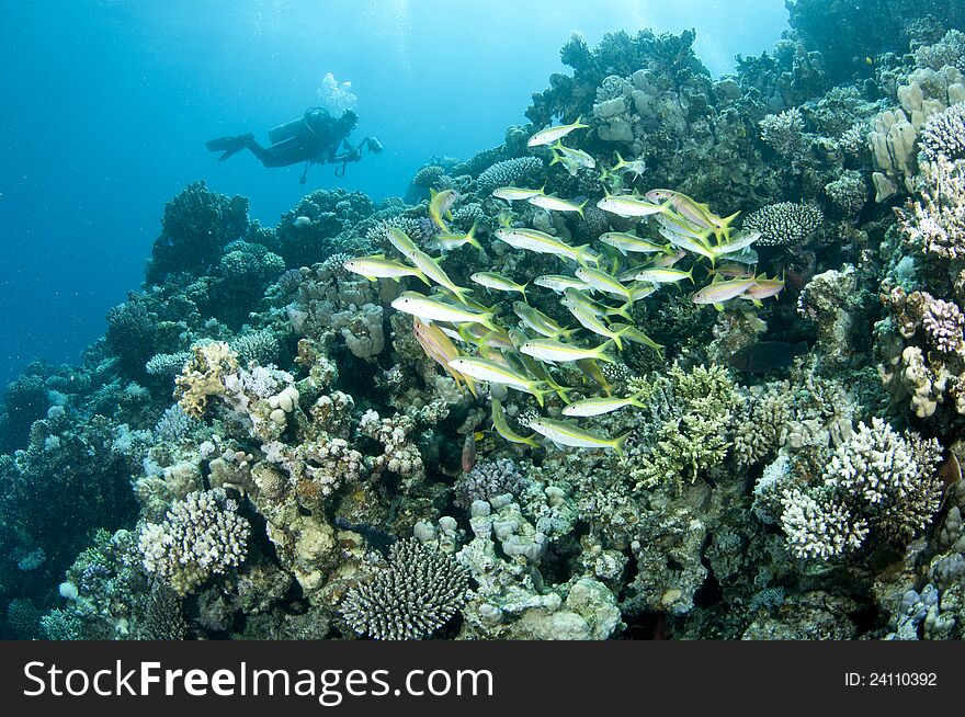 Underwater photographer swims over coral reef