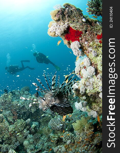 Lionfish and scuba divers swims over coral reef in the Red sea