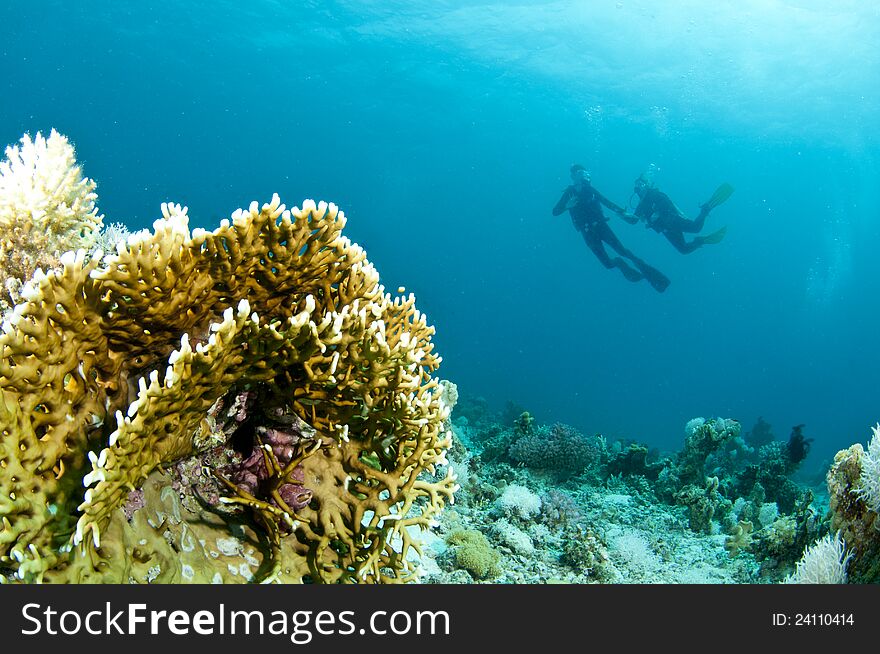 Scuba divers swims over coral reef in the Red sea