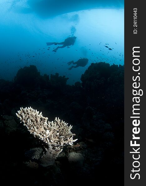 Scuba divers swim silhouetted with coral reef. Scuba divers swim silhouetted with coral reef