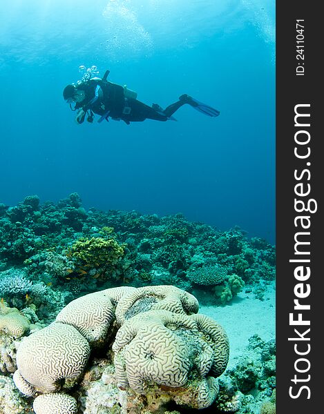 Scuba diver swims over coral reef