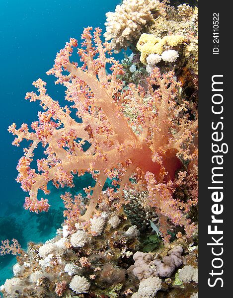 Red soft coral in the ocean