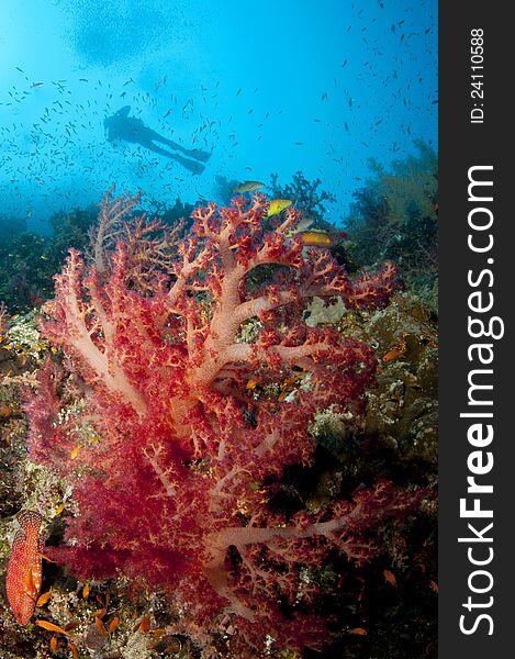 Scuba Diver And Colorfull Soft Coral