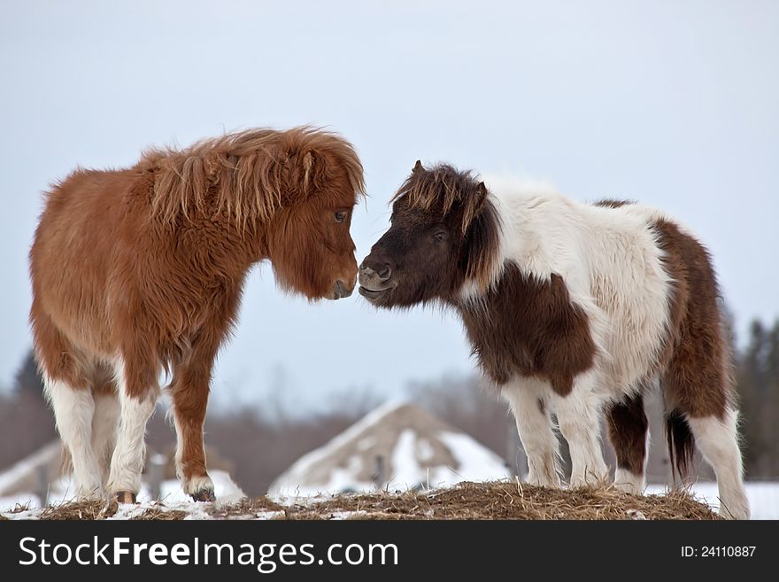 A pair of miniature horses on a hill. A pair of miniature horses on a hill