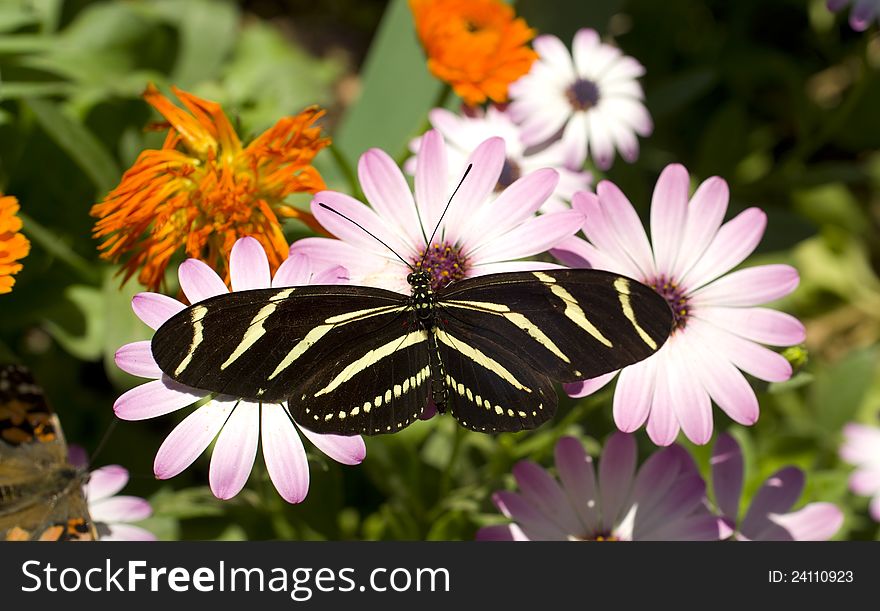 A Zebra Longwing Butterfly lands for a snack. A Zebra Longwing Butterfly lands for a snack