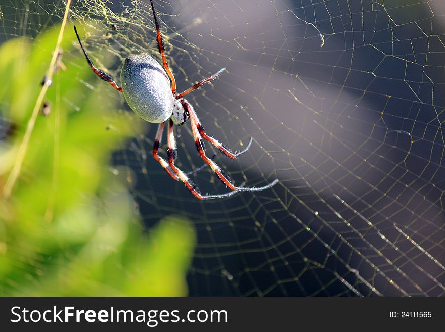 A large golden orb spider spins a web in a rose garden to trap bees and other flying insects for food. It weaves an intricate web across the bushes.