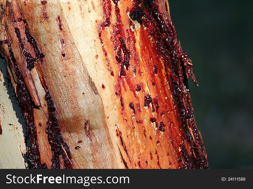 Gum Oozing From A Eucalypt Tree Trunk