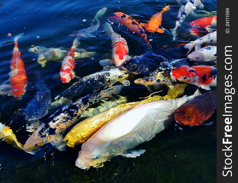 Colorful ornamental koi fish in pond