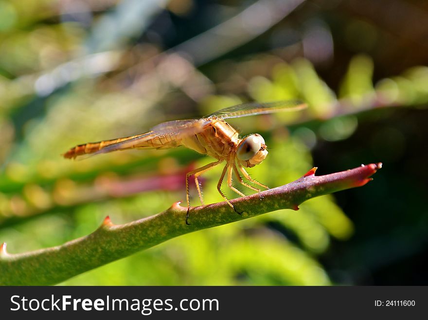 Close up of Dragonfly on Aloe Vera