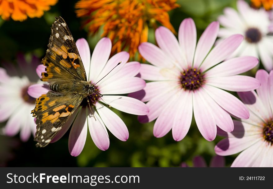 A Painted Lady Butterfly lands on a garden flower. A Painted Lady Butterfly lands on a garden flower